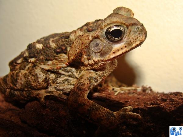 Bufo americanus